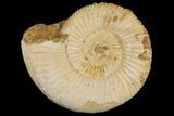 Perisphinctes Ammonite - Jurassic #100223-1